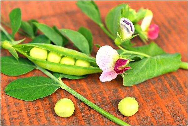 夢見被人點暈意味著什麼_周公解夢官網