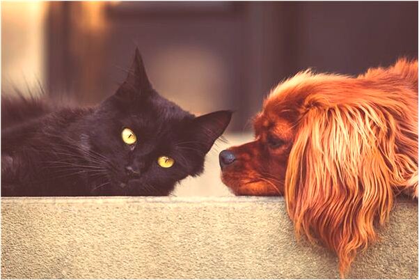 夢見死人蘭預示什麼_周公解夢官網