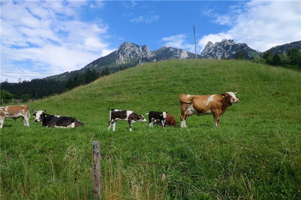 夢到牛攻擊自己有什麼意義嗎_周公解夢