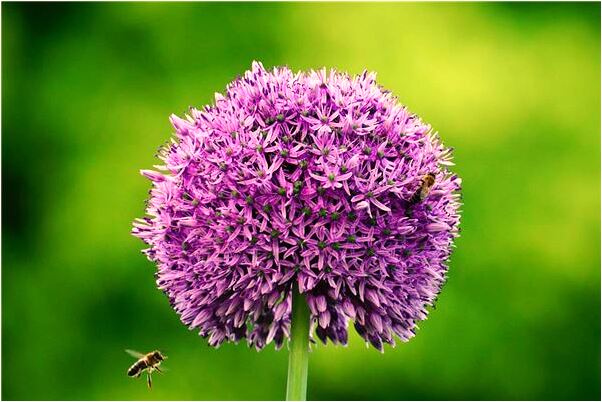 夢到自己和兒子拉屎是好是壞_周公解夢官網