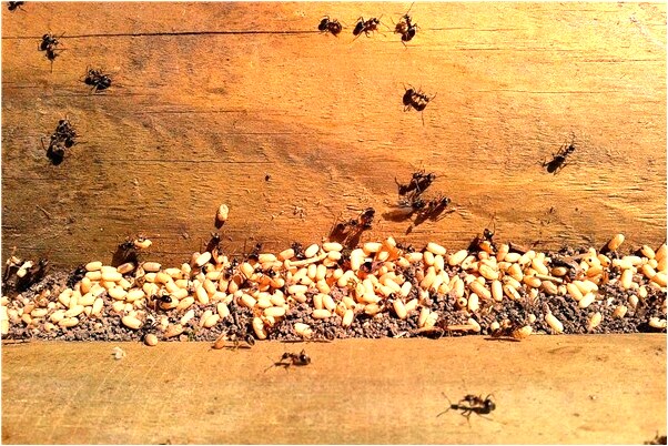 夢到好多泥鰍黃鱔爬上岸是吉兆嗎?_周公解夢官網