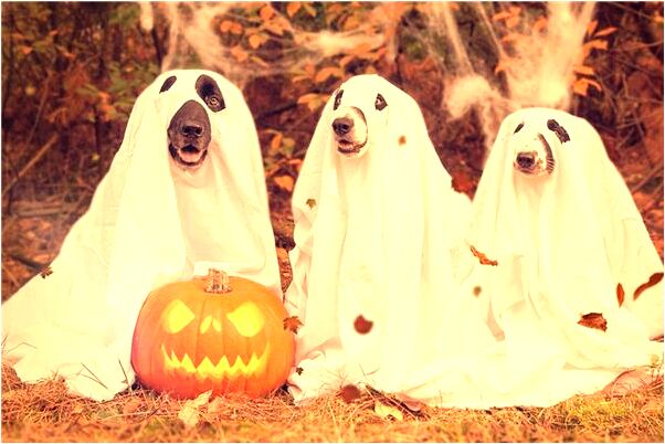 夢到看譜唱歌是啥意思_周公解夢官網