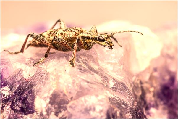 夢到虎上房是什麼兆頭_周公解夢官網