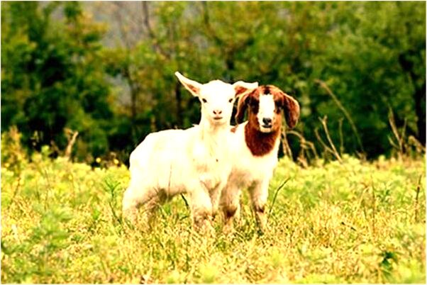 夢到了蘋果和柿子是什麼徵兆_周公解夢官網