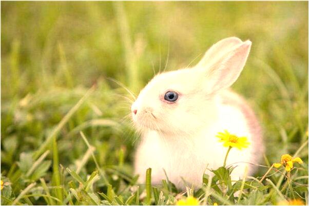 夢到了大水沖白磷魚是什麼啟示_周公解夢官網