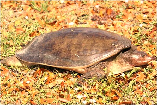 夢到了麵餅在樹上是什麼徵兆_周公解夢官網