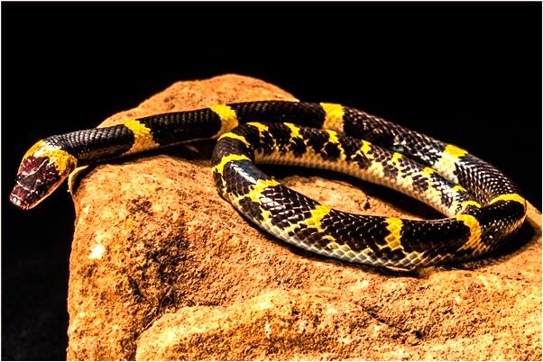 夢見別人拿著奇特的大蘿蔔是什麼預兆_周公解夢官網