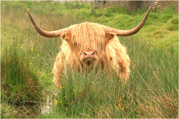 夢見被海水淹啥意思_周公解夢官網