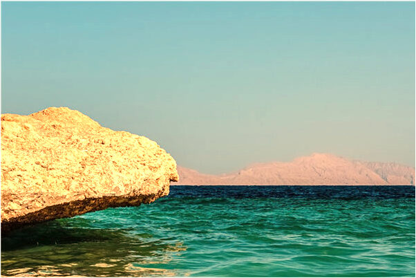 夢見看到好多動物有何寓意_周公解夢官網