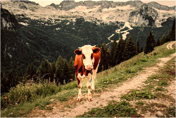 夢到了男友家長同意在一起代表著什麼_周公解夢官網