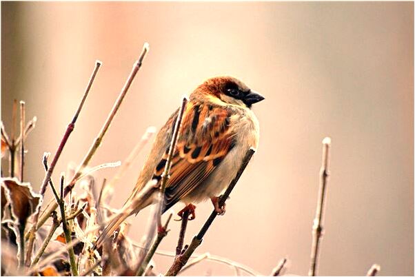 夢到佛嗔怒挖了點我的腦呸了怎么回事_周公解夢官網