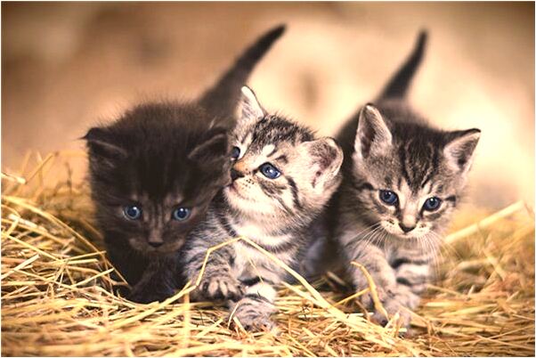 夢到打自己女兒有什麼預示嗎_周公解夢官網