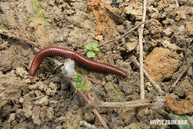 夢見已故親人賣柿子的_周公解夢夢到已故親人賣柿子的是什麼意思_做夢夢見已故親人賣柿子的好不好_周公解夢官網
