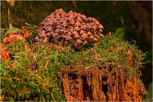 夢到了未成熟的麥子什麼預兆_周公解夢官網