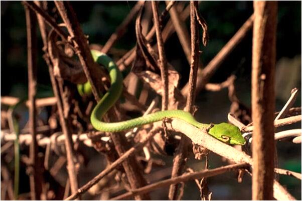 夢見自己暈倒讓人打針會是什麼預兆_周公解夢官網
