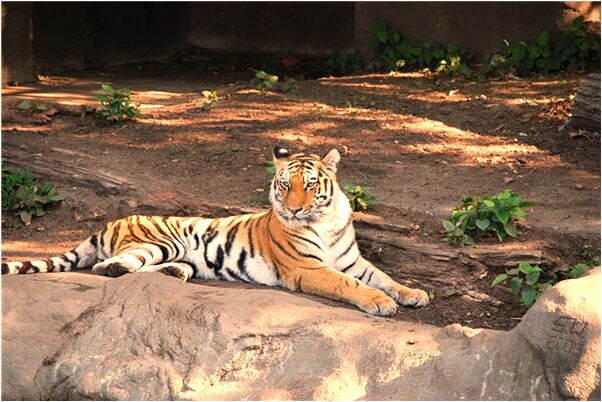 夢到水田下有墓啥意思_周公解夢官網