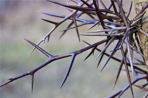 夢見刺樹是什麼徵兆_周公解夢