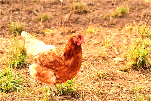 夢到了白狗攔路是不是好的徵兆呢_周公解夢官網