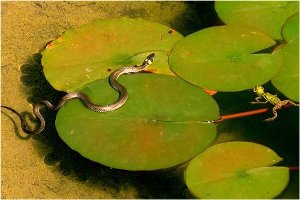 夢到好友和自己抓小偷會怎么樣_周公解夢官網