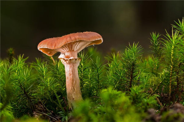 夢見撿蘑菇是什麼意思_周公解夢