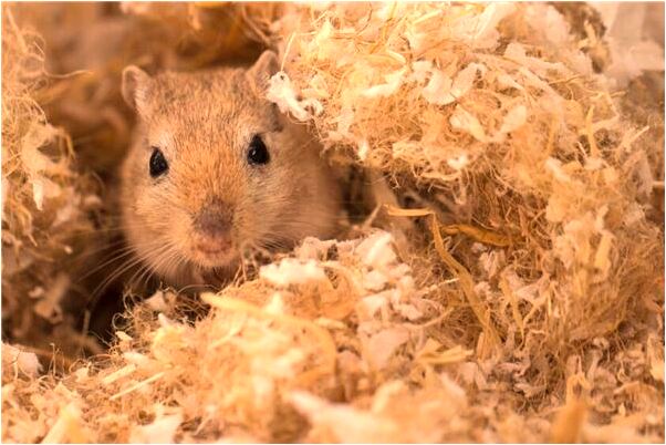 夢到了自己懷孕並且龍鳳胎意味著什麼_周公解夢官網