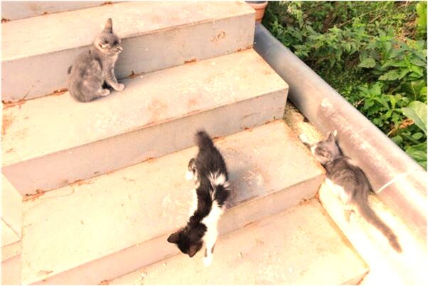 夢到自己餵一群小黃狗吃奶預兆了什麼嗎_周公解夢官網