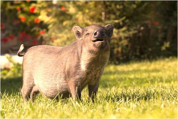 夢見朋友女性朋友意味什麼_周公解夢官網