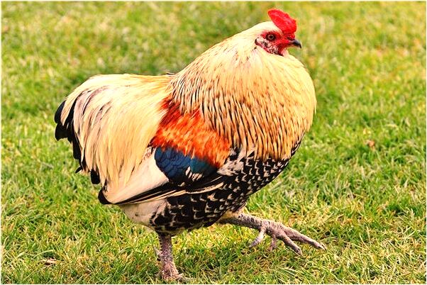 夢見在學校和別人打架有什麼說法_周公解夢官網