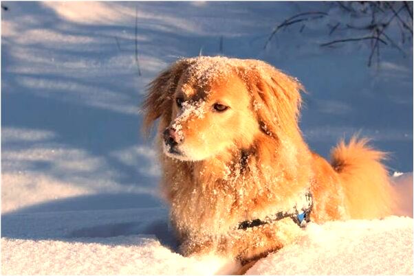 夢見學生瘋了是什麼預兆_周公解夢官網