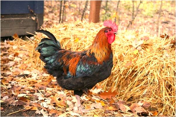 夢見自己公司又買設備什麼預兆_周公解夢官網