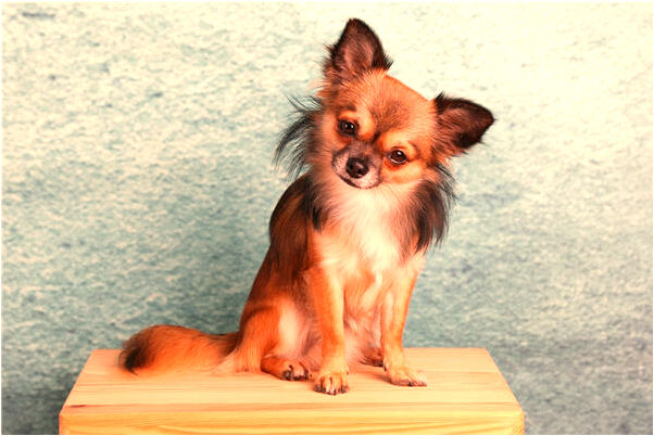 夢到大舅和大舅媽是什麼意思_周公解夢官網