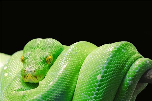 夢見被蟒蛇追著跑什麼意思_周公解夢