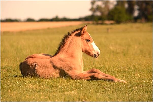 夢到蛇纏自己胳膊上怎么回事_周公解夢官網