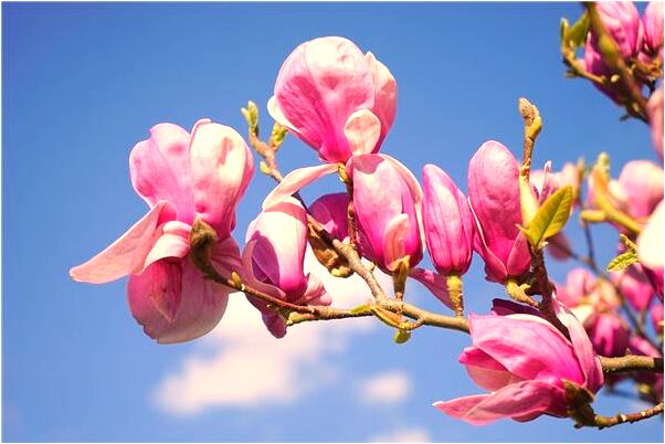 夢到自己老婆跟別人跑了是什麼意思_周公解夢官網