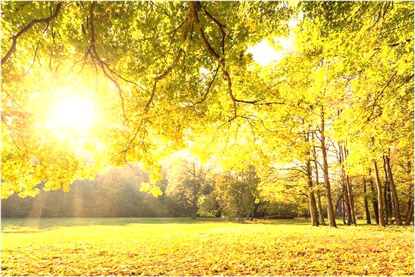 夢見看見森林和牛代表著什麼_周公解夢官網