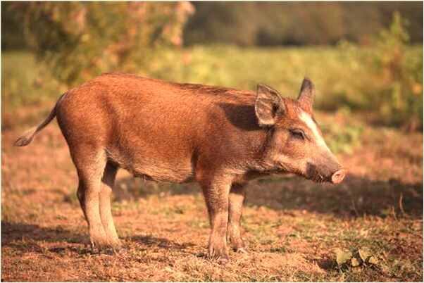 夢見與已故的外公說話是什麼徵兆_周公解夢官網