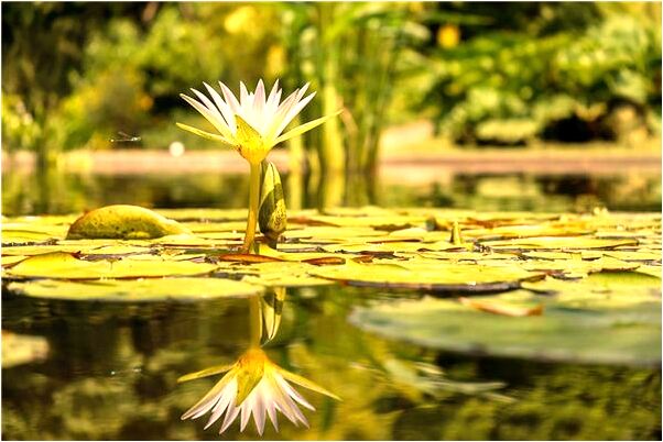 夢到了送輓聯是什麼意思?_周公解夢官網