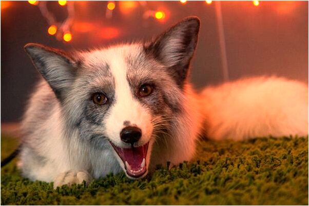 夢到了小怪物追趕是凶兆還是吉兆_周公解夢官網