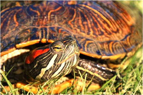 夢到了把自己手剁了的預兆_周公解夢官網