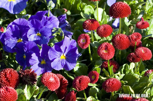 夢見蜘蛛網和蜘蛛纏身上_周公解夢夢到蜘蛛網和蜘蛛纏身上是什麼意思_做夢夢見蜘蛛網和蜘蛛纏身上好不好_周公解夢官網
