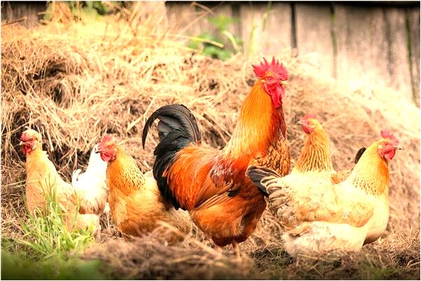 夢見被人偷了錢還有被人打是吉兆嗎?_周公解夢官網