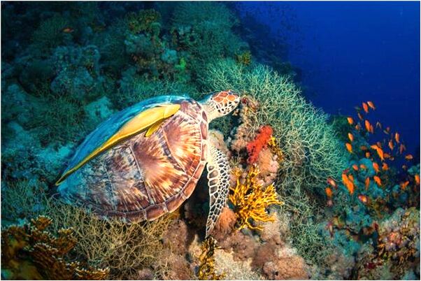 夢到了很多一元五角的硬幣意味著什麼_周公解夢官網