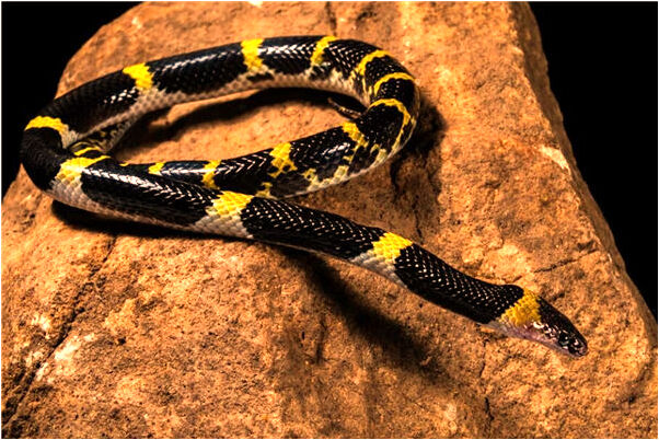 夢到好朋友的媽媽到我家是什麼預兆？_周公解夢官網