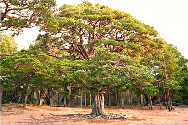夢到了問我憑什麼說房子是我的是凶兆還是吉兆_周公解夢官網