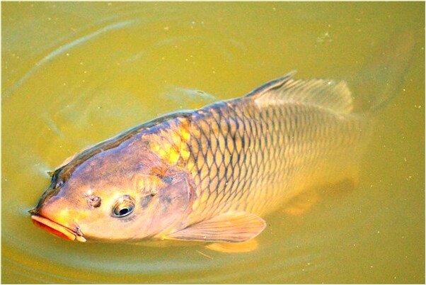 夢見脖子帳氣不什麼東西有何寓意_周公解夢官網