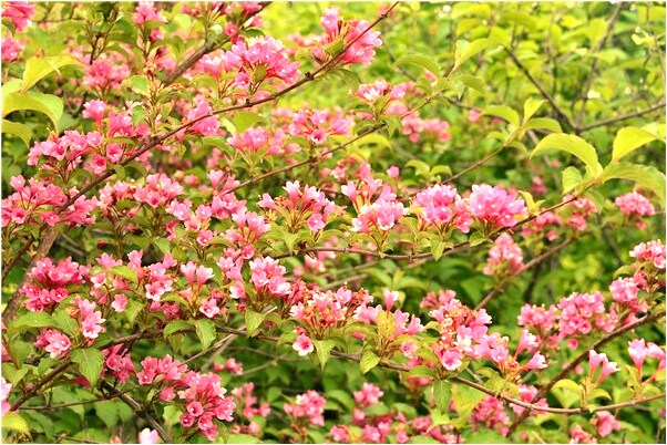 夢到了打包行李代表著什麼_周公解夢官網