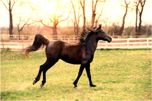夢到了草地上腐爛的女屍啥意思_周公解夢官網