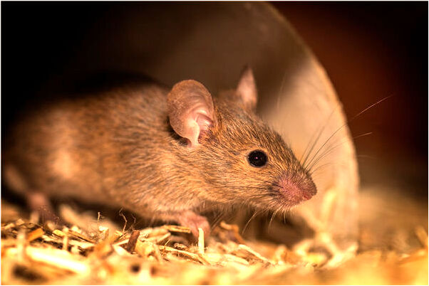 夢到了房子被別人賣走代表著什麼_周公解夢官網