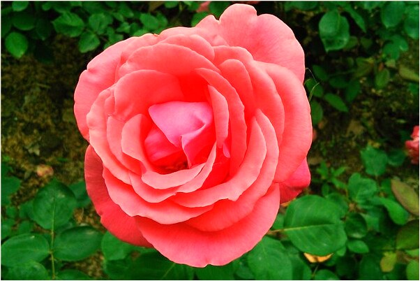 夢到了跟男人熱吻預示什麼_周公解夢官網