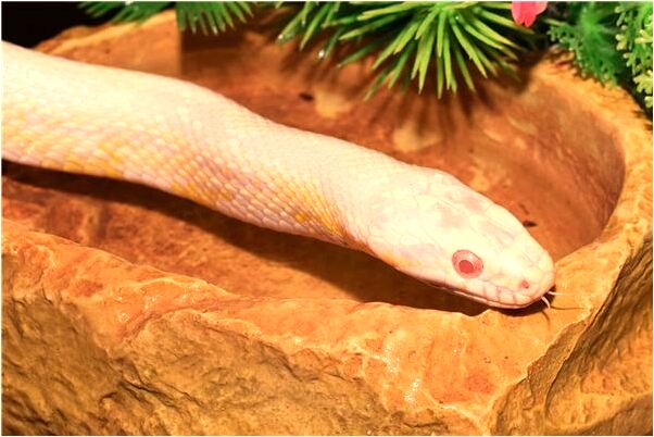 夢到我和別人的對象上床是咋回事_周公解夢官網